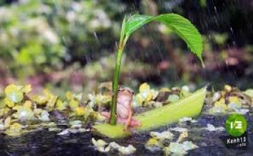 Bệnh chấp thật